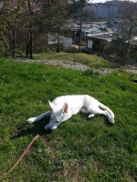 /album/hundtankar/a2014-04-19-15-40-30-jpg1/